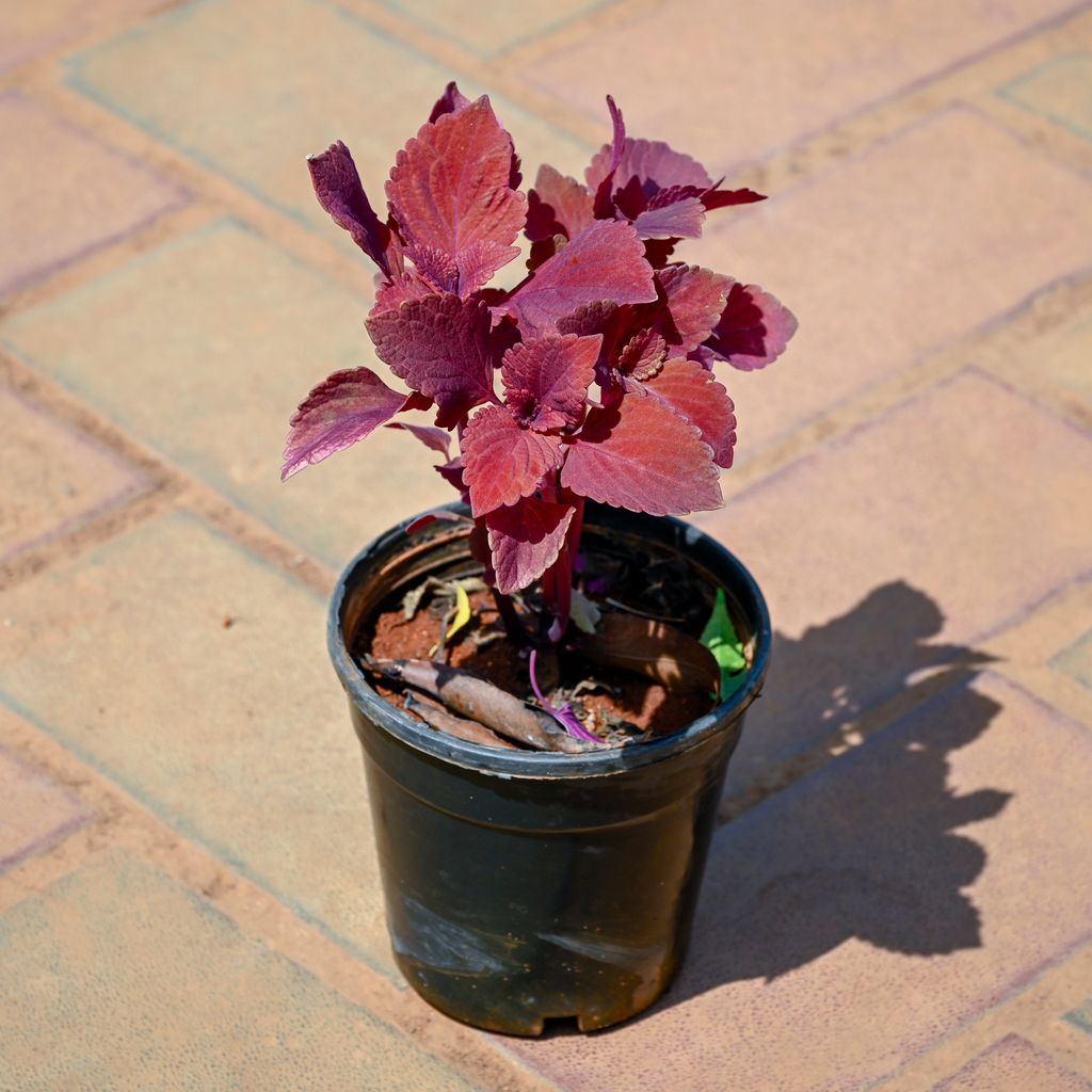 Buy Coleus Red in 4 Inch Nursery Pot Online | Urvann.com Coleus Red in 4 Inch Nursery Pot