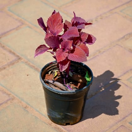 Buy Coleus Red in 4 Inch Nursery Pot Online | Urvann.com