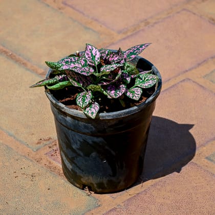 Buy Hypoestes / Polka Dot (Any Colour) in 4 Inch Nursery Pot Online | Urvann.com