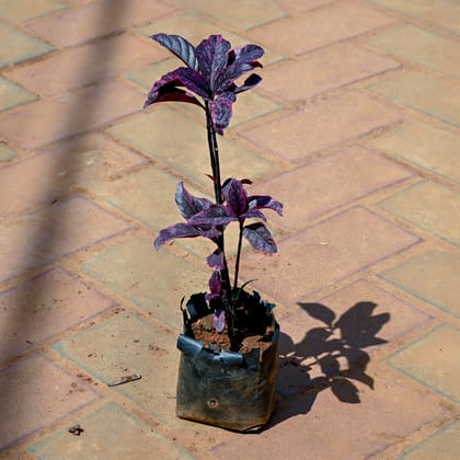 Buy Croton Black in 4 Inch Nursery bag Online | Urvann.com