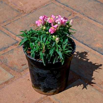 Buy Antirrhinum Majus / Dog Flower (Any Colour) in 4 Inch Nursery Pot Online | Urvann.com