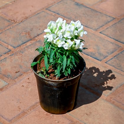 Buy Antirrhinum Majus / Dog Flower (Any Colour) in 4 Inch Nursery Pot Online | Urvann.com