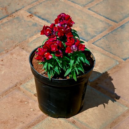 Buy Antirrhinum Majus / Dog Flower (Any Colour) in 4 Inch Nursery Pot Online | Urvann.com