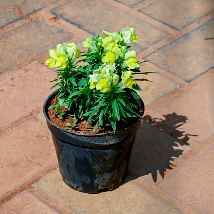 Buy Antirrhinum Majus / Dog Flower (Any Colour) in 4 Inch Nursery Pot Online | Urvann.com
