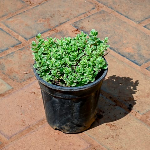 Table Rose in 4 Inch Nursery Pot