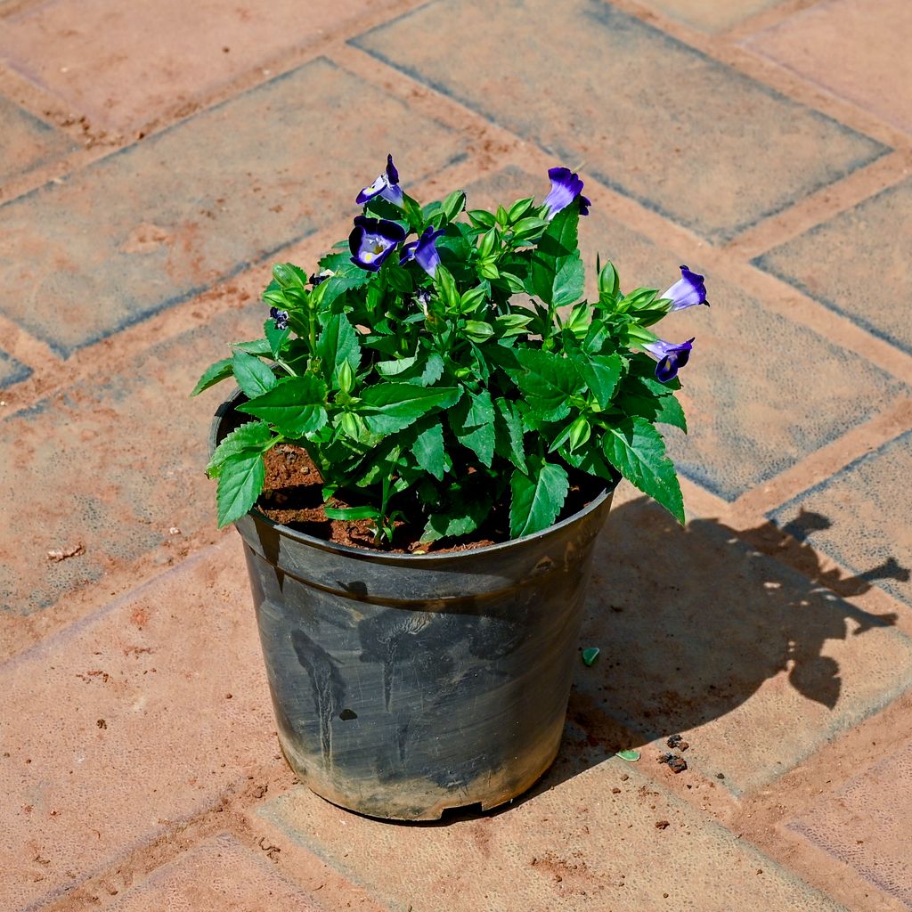 Buy Wishbone / Torenia Blue in 4 Inch Nursery Pot Online | Urvann.com Wishbone / Torenia Blue in 4 Inch Nursery Pot