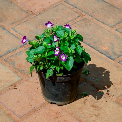 Buy Wishbone / Torenia Pink in 4 Inch Nursery Pot Online | Urvann.com