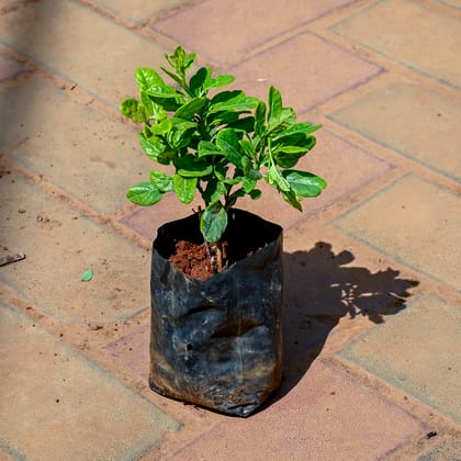 Buy Allamanda (Any Colour) in 4 Inch Nursery bag Online | Urvann.com