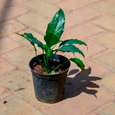 Peace Lily in 5 Inch Nursery Pot