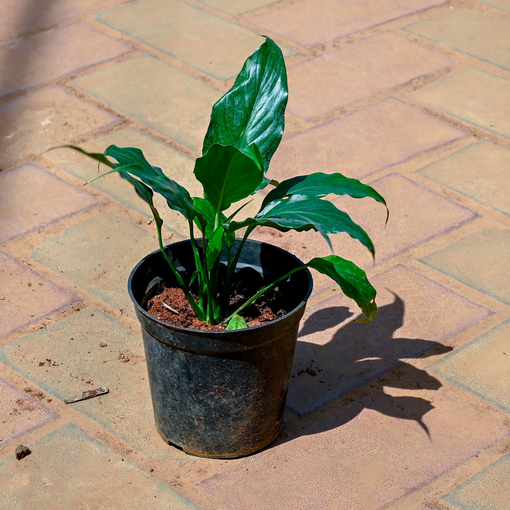 Peace Lily in 5 Inch Nursery Pot
