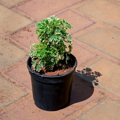 Buy Aralia White Variegated in 4 Inch Nursery Pot Online | Urvann.com