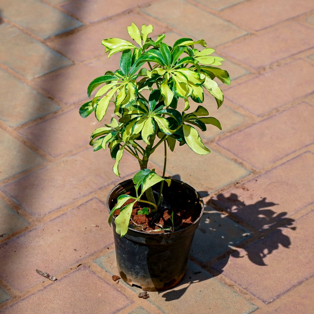 Buy Schefflera Variegated in 5 Inch Nursery Pot Online | Urvann.com Schefflera Variegated in 5 Inch Nursery Pot