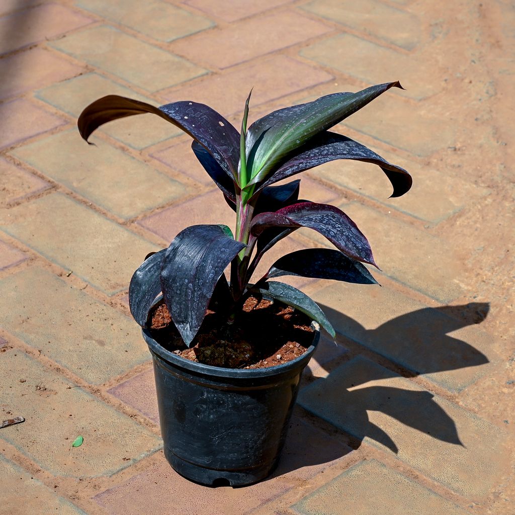 Dracaena Rosea in 5 Inch Nursery Pot