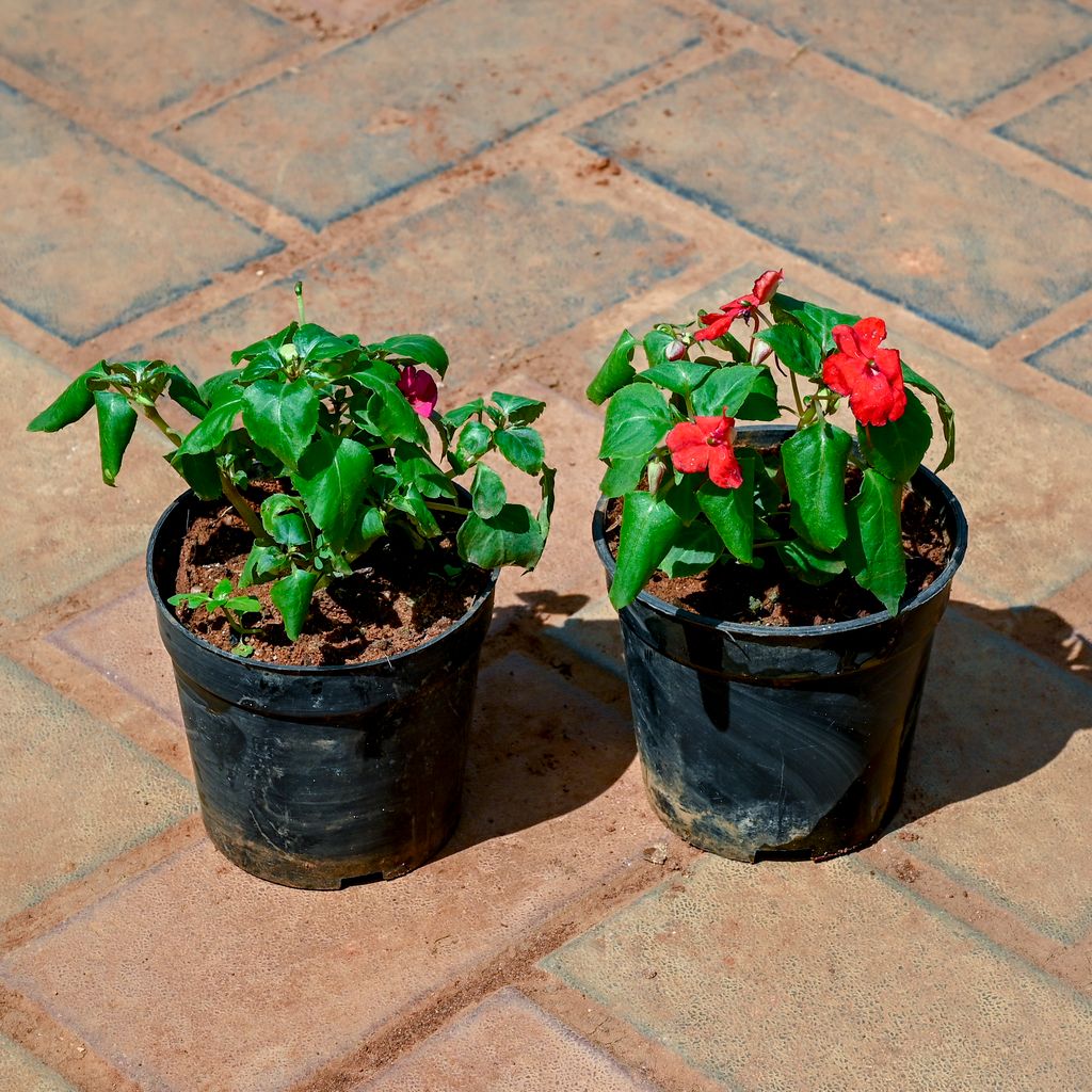 Set of 2 - Balsam (Any Colour) in 4 Inch Nursery Pot
