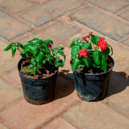 Buy Set of 2 - Balsam (Any Colour) in 4 Inch Nursery Pot Online | Urvann.com