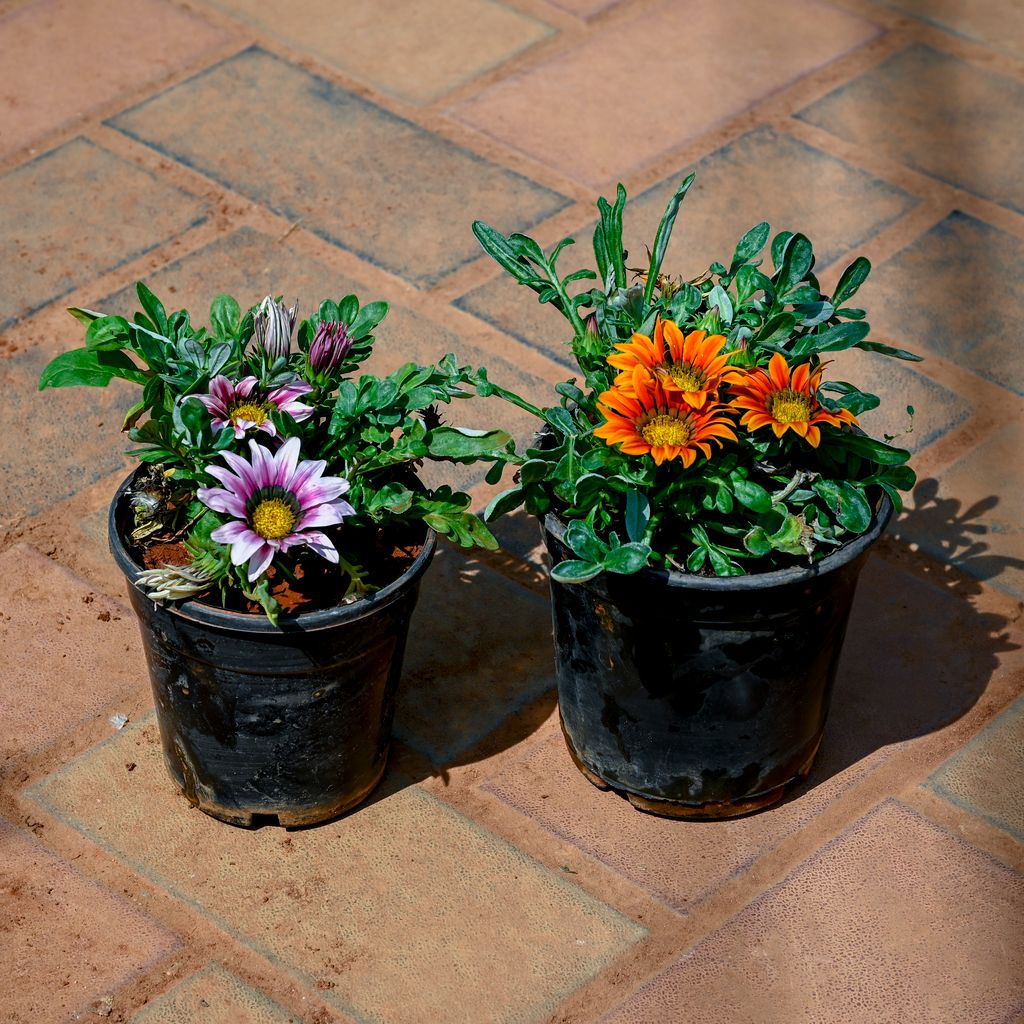 Buy Set of 2 - Gazania (Any Colour) in 4 Inch Nursery Pot Online | Urvann.com Set of 2 - Gazania (Any Colour) in 4 Inch Nursery Pot