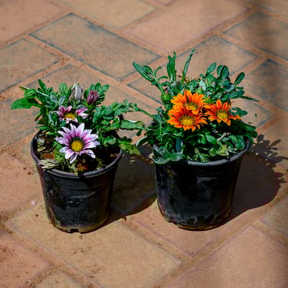 Buy Set of 2 - Gazania (Any Colour) in 4 Inch Nursery Pot Online | Urvann.com