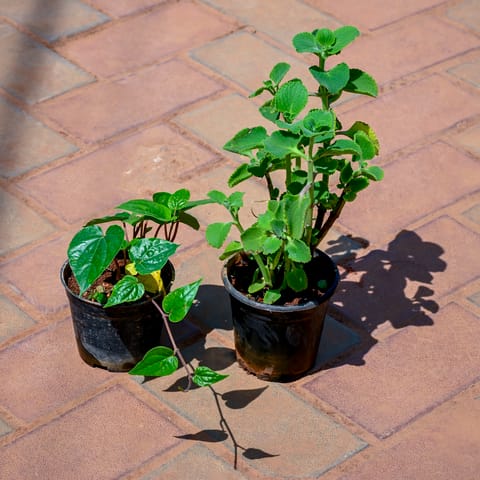 Set of 2 - Ajwain Plant & Paan / Betal Leaf in 4 Inch Nursery Pot