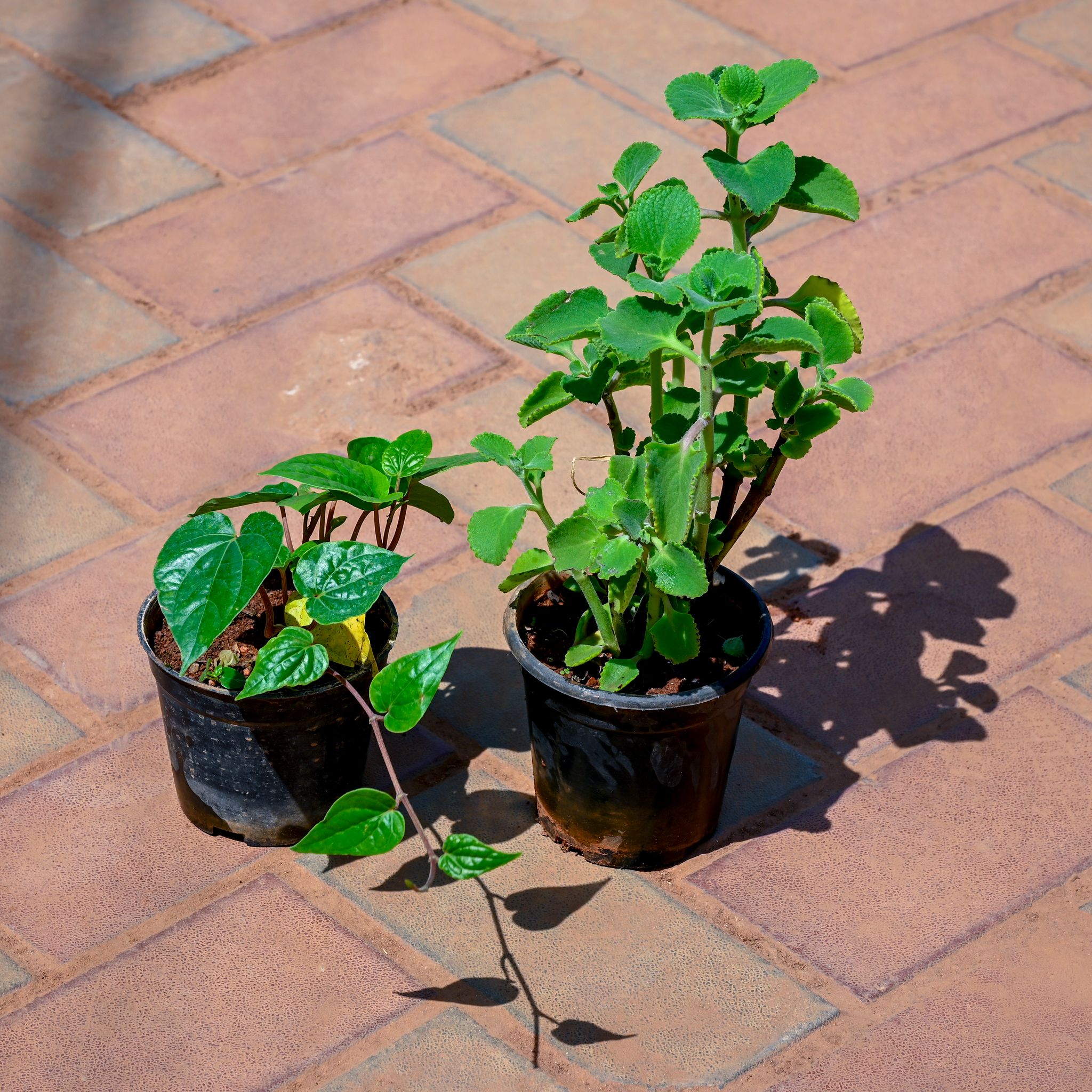 Set of 2 - Ajwain Plant & Paan / Betal Leaf in 4 Inch Nursery Pot