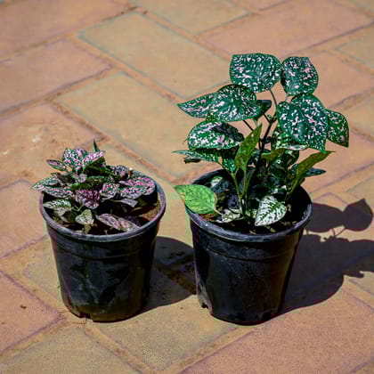 Buy Set of 2 - Hypoestes / Polka Dot (Any Colour) in 4 Inch Nursery Pot Online | Urvann.com