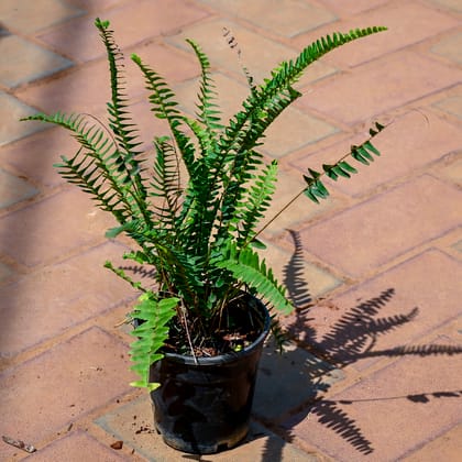 Buy Fern Green in 4 Inch Nursery Pot Online | Urvann.com