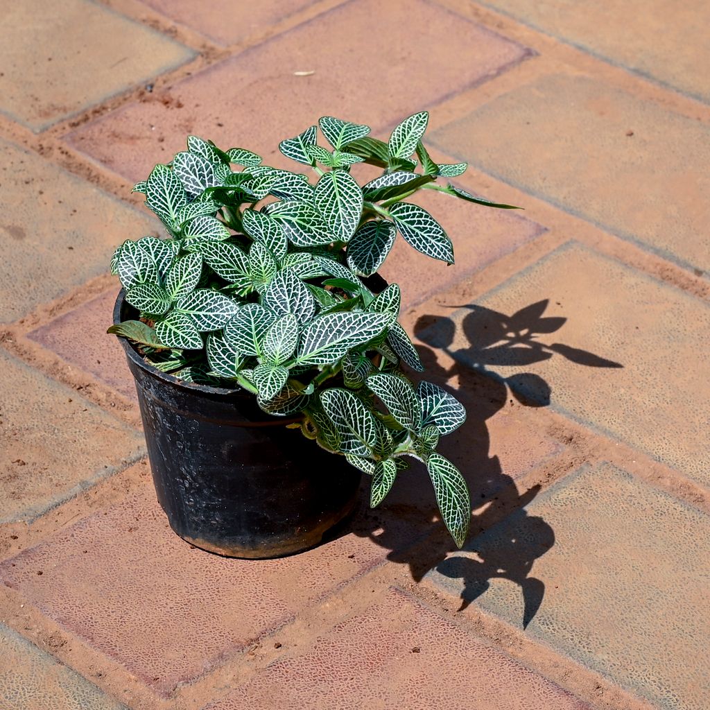 Buy Fittonia in 4 Inch Nursery Pot Online | Urvann.com Fittonia in 4 Inch Nursery Pot