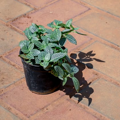 Buy Fittonia in 4 Inch Nursery Pot Online | Urvann.com