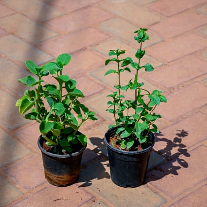 Buy Set of 2 - Ajwain Plant & Mint / Pudina in 4 Inch Nursery Pot Online | Urvann.com