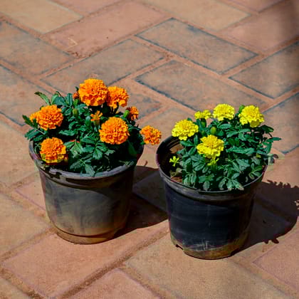 Buy Set of 2 - Marigold / Genda (Yellow & Orange)  in 4 Inch Nursery Pot Online | Urvann.com