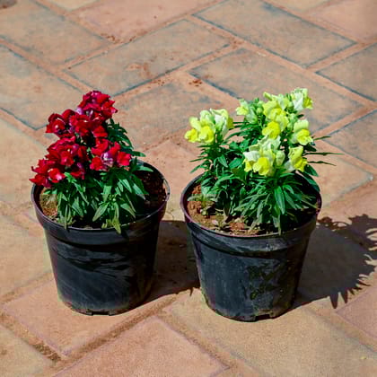 Buy Set of 2 - Antirrhinum Majus / Dog Flower (Any Colour) in 4 Inch Nursery Pot Online | Urvann.com