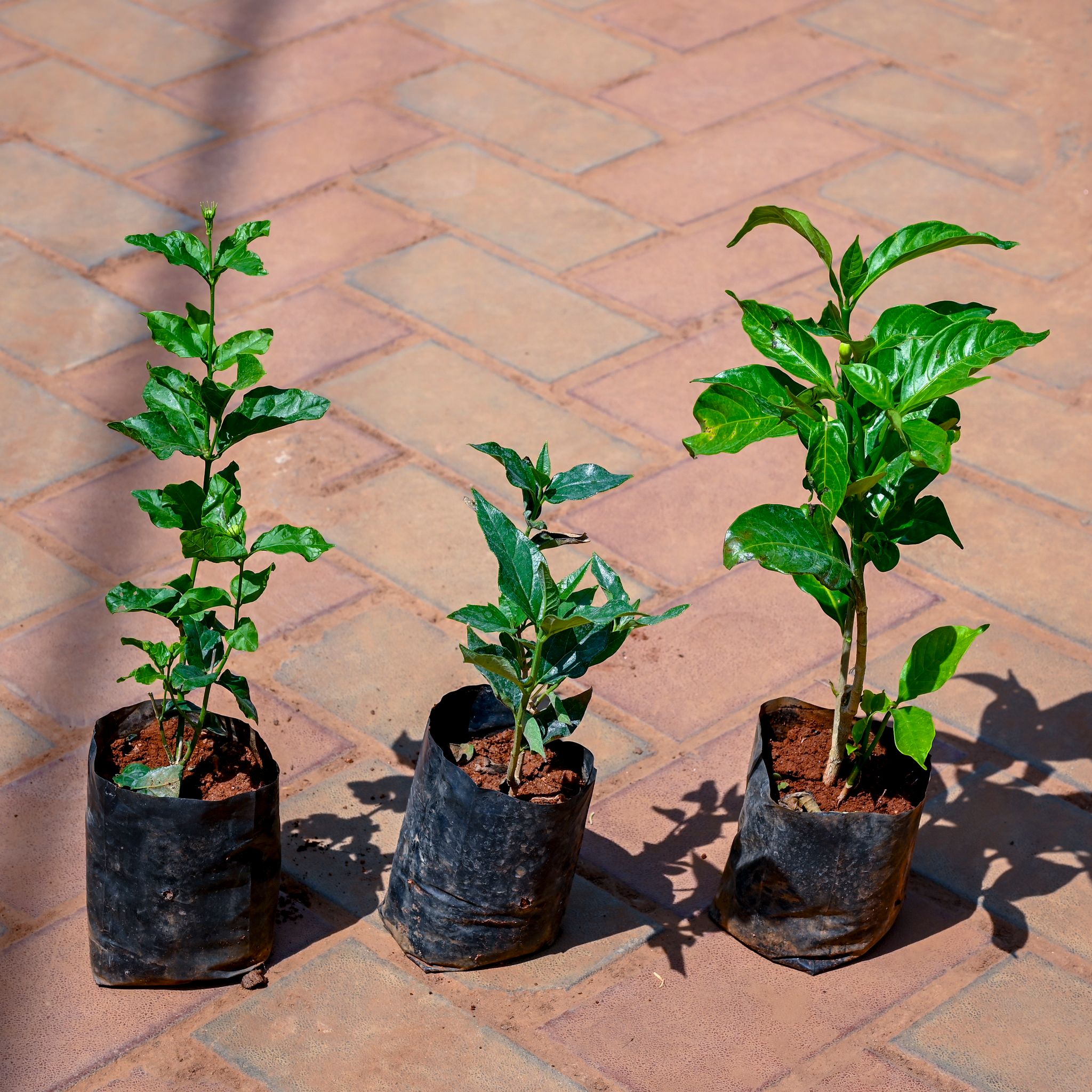 Set of 3 - Mogra (Any Colour), Harsingar / Parijat & Chandni / Nandi Batalu in 4 Inch Nursery bag