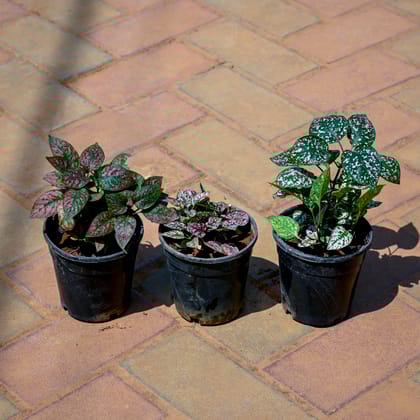 Buy Set of 3 - Hypoestes / Polka Dot (Any Colour) in  Inch Nursery Pot Online | Urvann.com