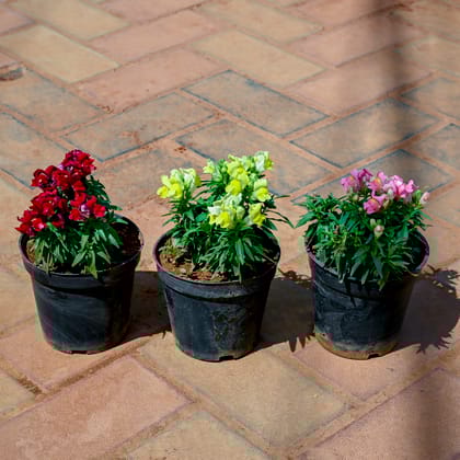 Buy Set of 3 - Antirrhinum Majus / Dog Flower (Any Colour) in 4 Inch Nursery Pot Online | Urvann.com