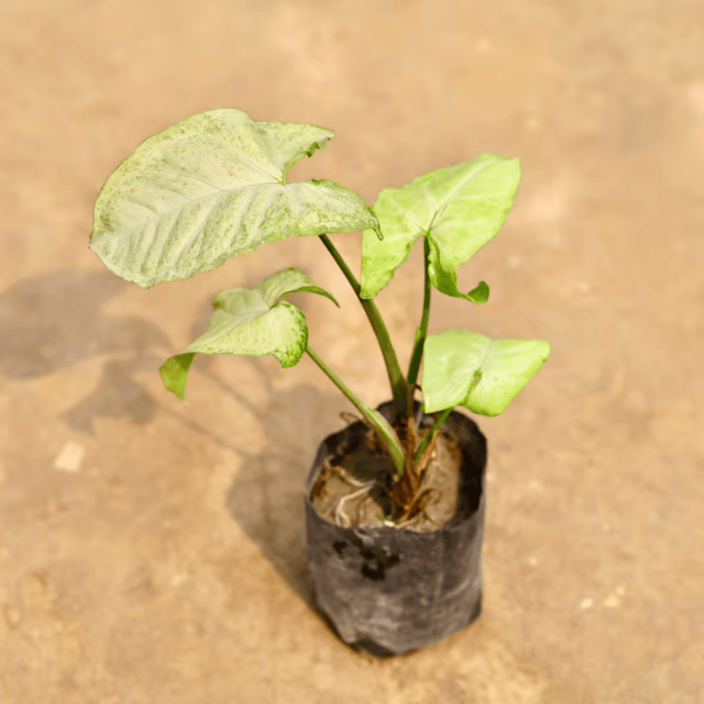 Syngonium Green in 4 Inch Nursery bag Syngonium Green in 4 Inch Nursery bag