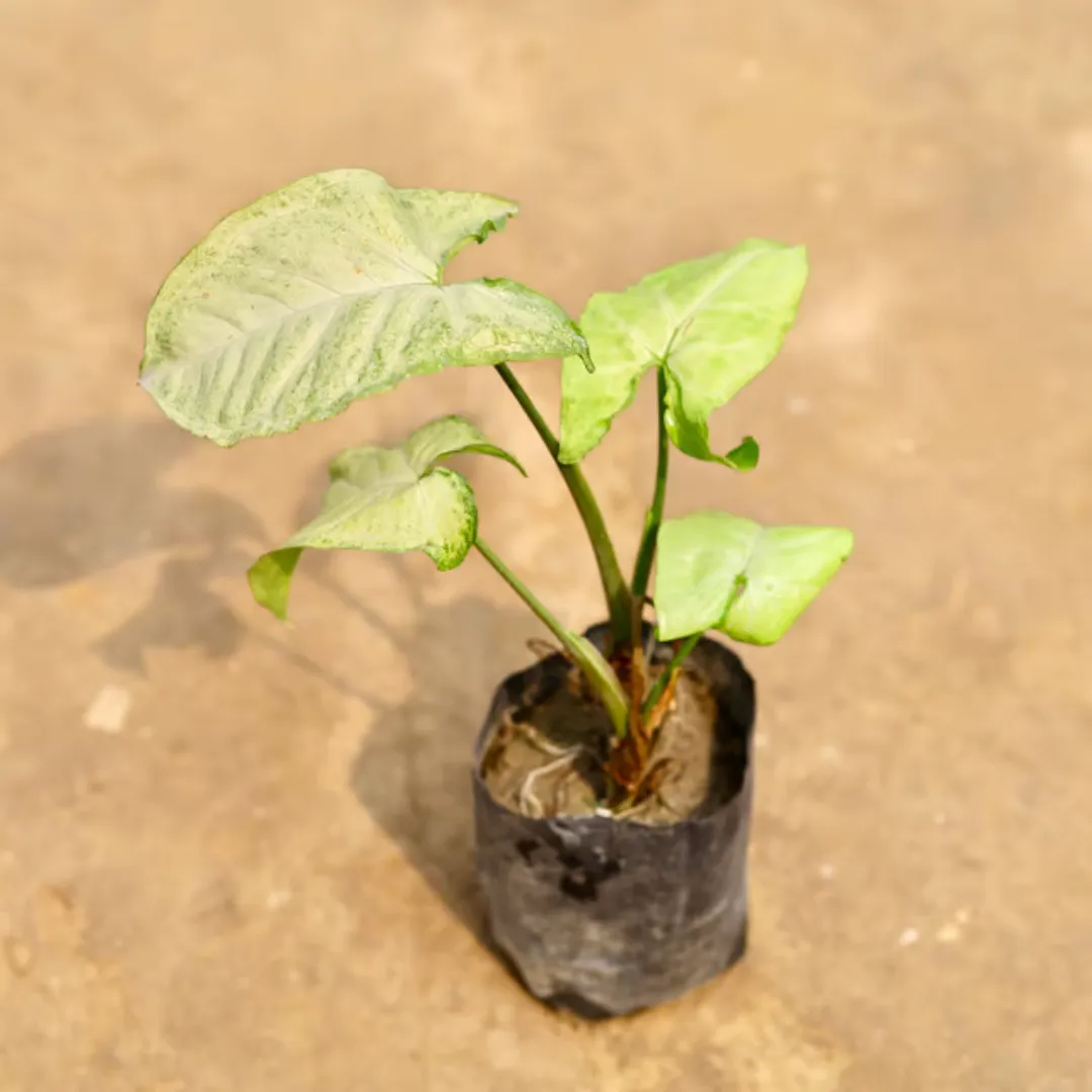 Syngonium Green in 4 Inch Nursery bag