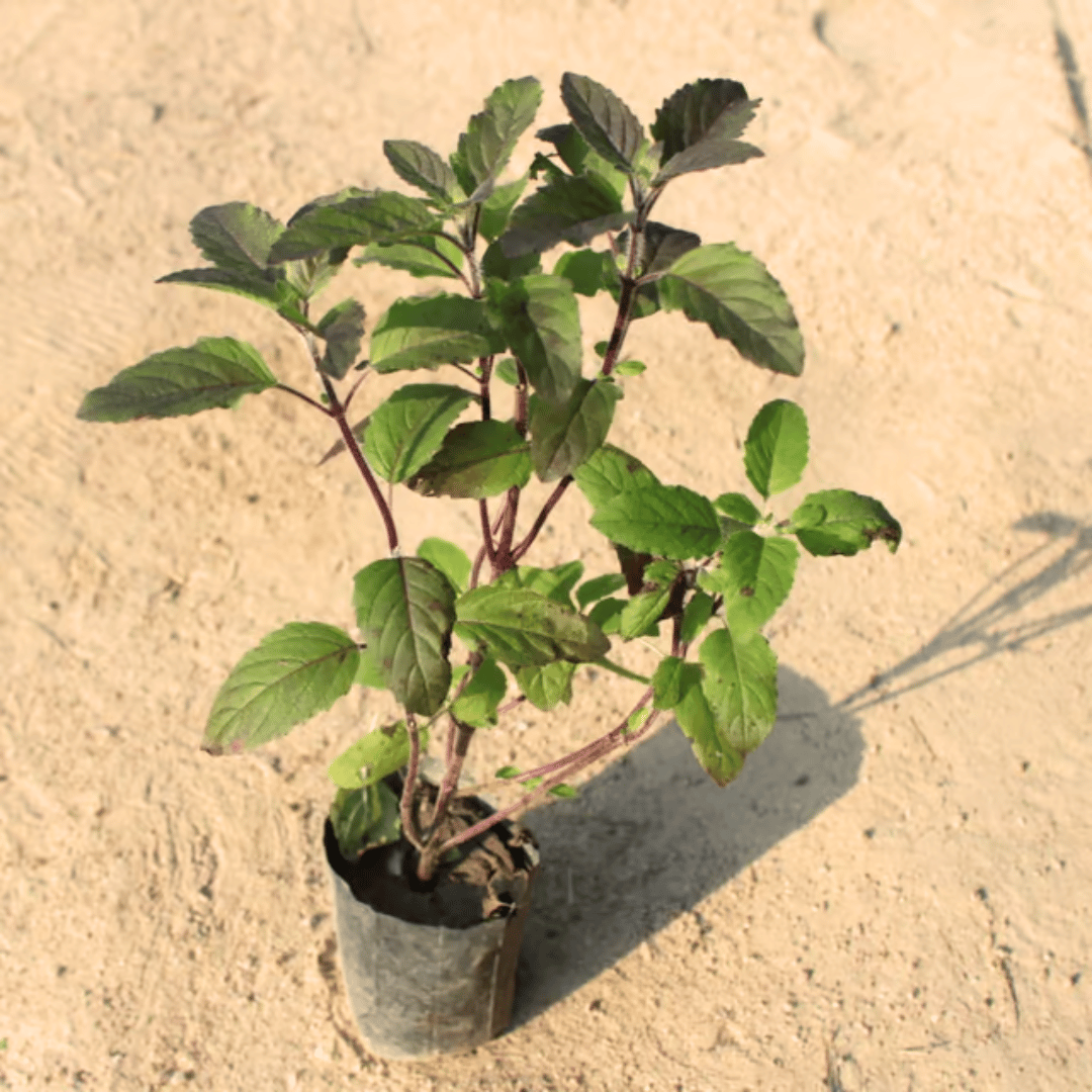 Shyama Tulsi in 4 Inch Nursery Bag
