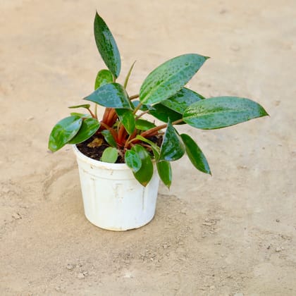 Buy Philodendron Birkin in 4 Inch Nursery Pot Online | Urvann.com