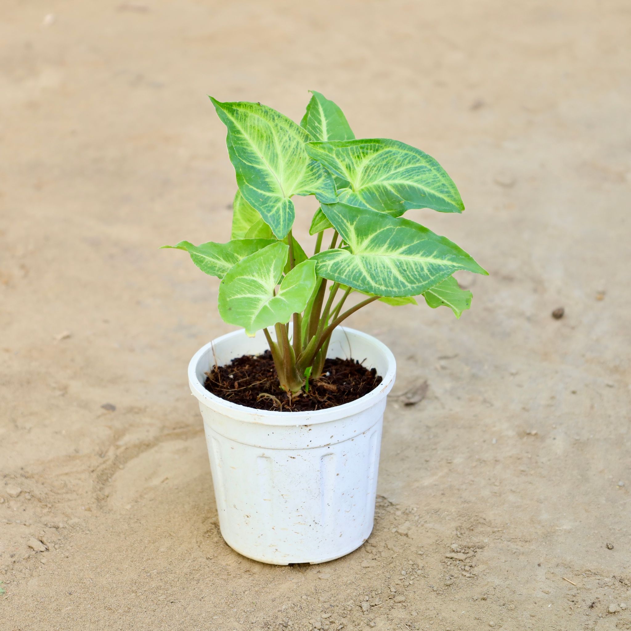 Syngonium Green in 4 Inch Nursery Pot