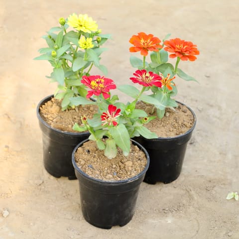 Set of 3 - Zinnia (Any Colour) in 6 Inch Nursery Pot