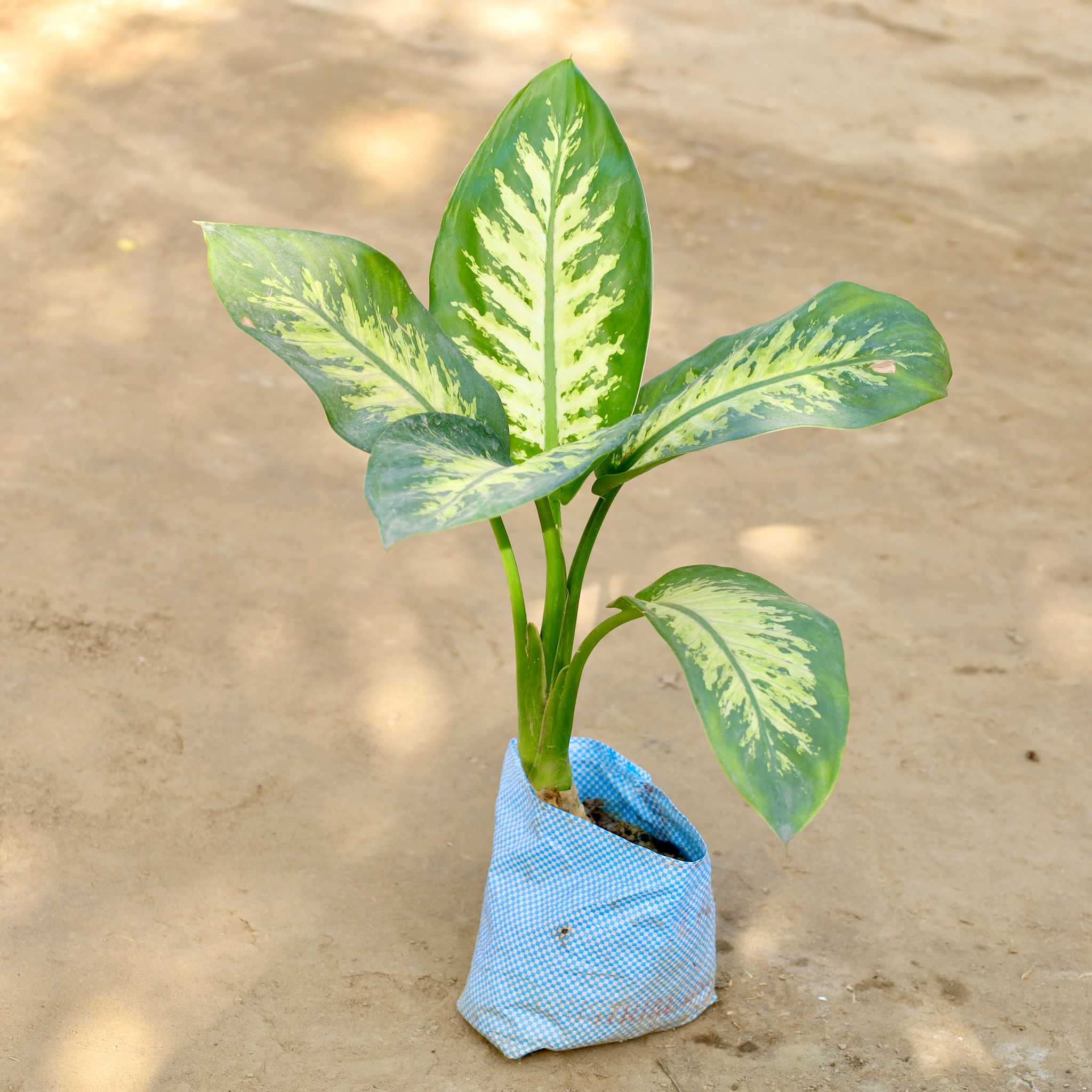 Dieffenbachia in 7 Inch Nursery bag