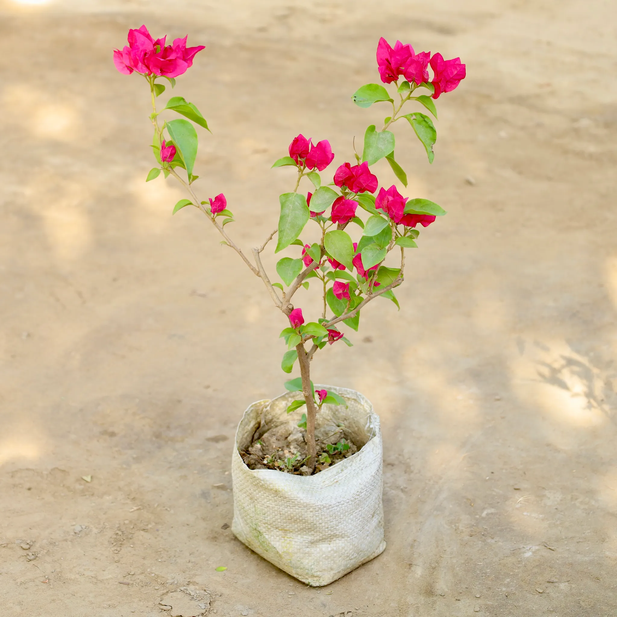Bougainvillea (Any Colour) in 7 Inch Nursery bag