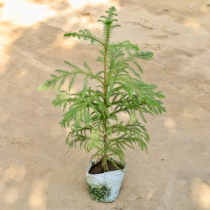 Buy Araucaria / Christmas Tree (2.5 Ft) in 7 Inch Nursery bag Online | Urvann.com