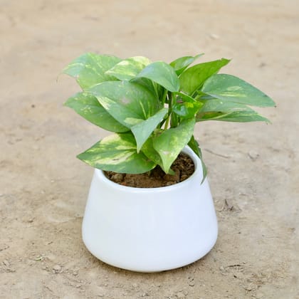 Buy Money Plant in 6 Inch Stylish Sloped White Ceramic Pot Online | Urvann.com