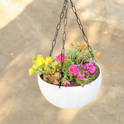 Buy Portulaca Moss Rose (Any Colour) in 8 Inch White Hanging Basket Online | Urvann.com