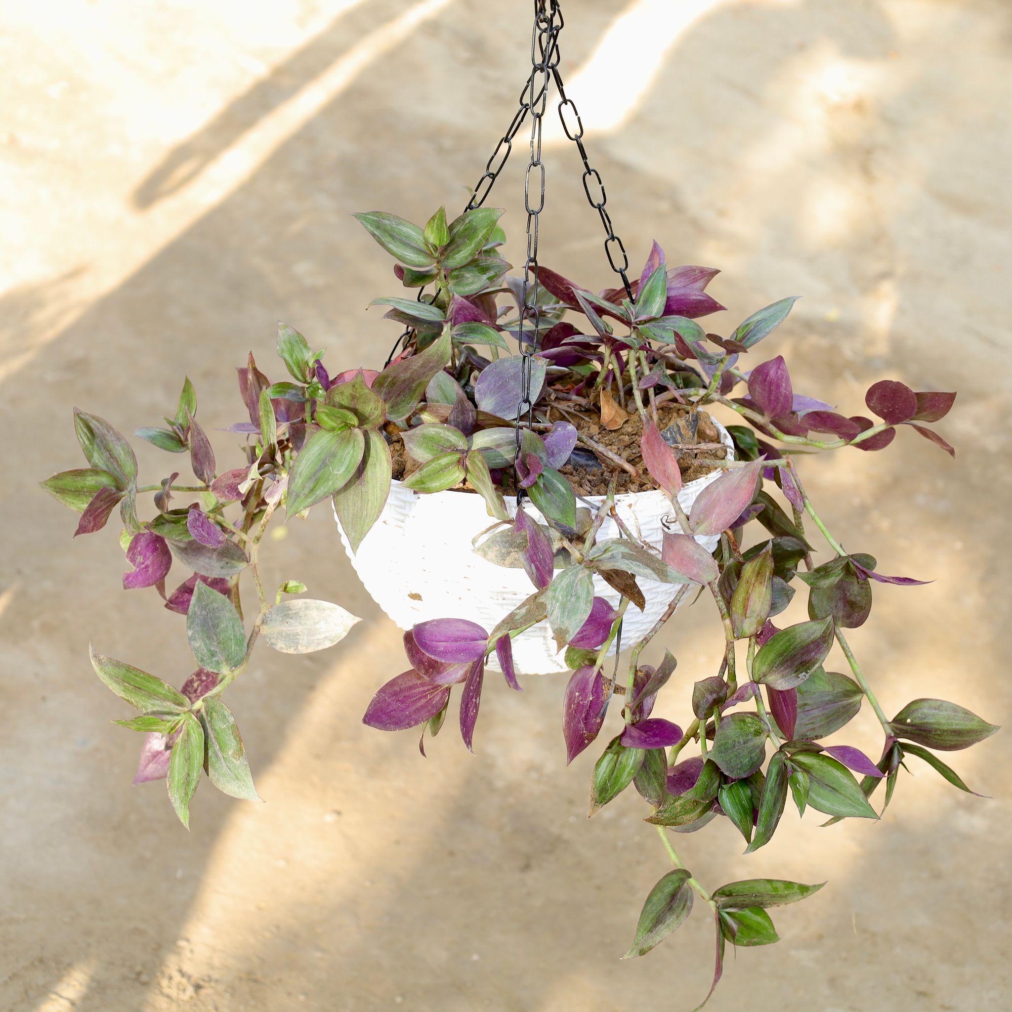 Wandering Jew in 8 Inch White Hanging Basket