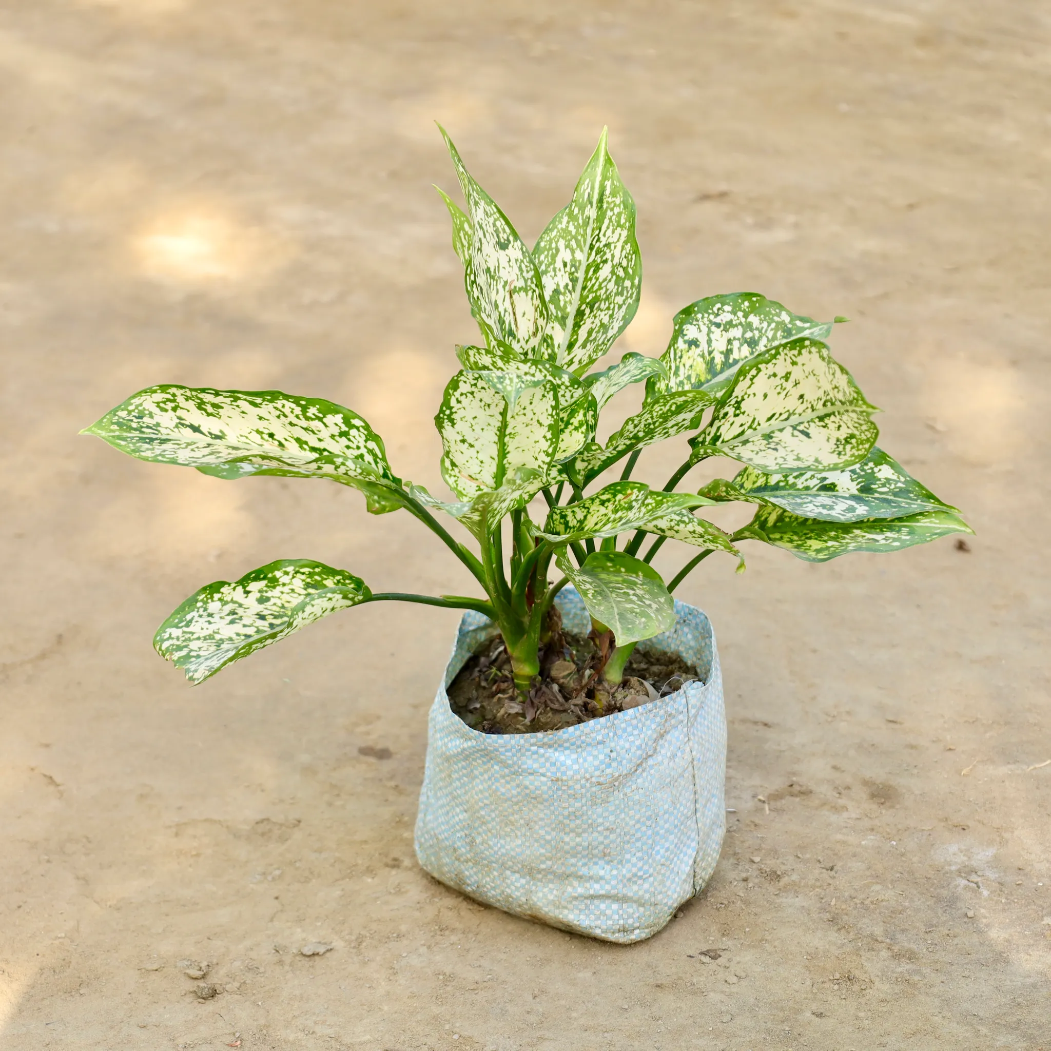 Aglaonema Snow White in 8 Inch Nursery bag