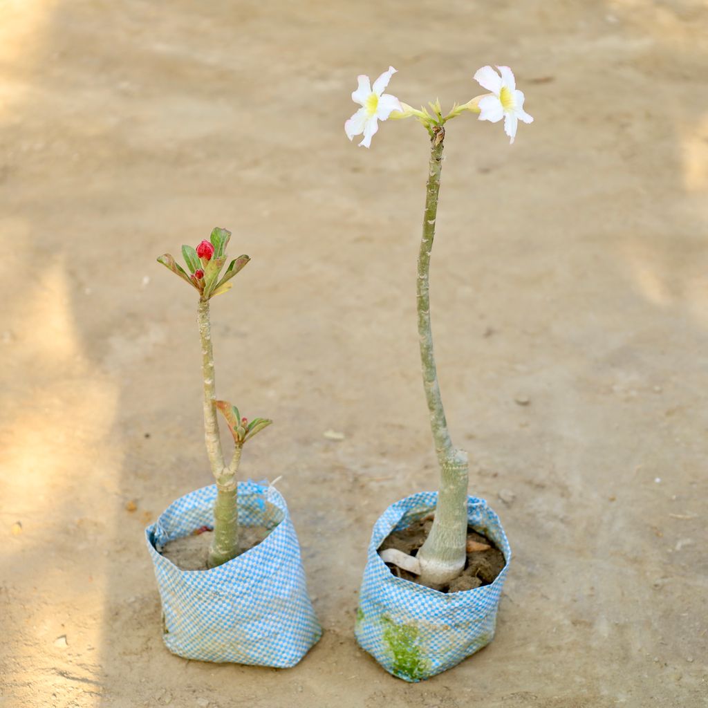 Buy Set of 2 - Adenium Grafted (Any Colour) in 4 Inch Nursery bag Online | Urvann.com Set of 2 - Adenium Grafted (Any Colour) in 4 Inch Nursery bag