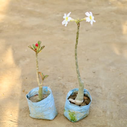 Buy Set of 2 - Adenium Grafted (Any Colour) in 4 Inch Nursery bag Online | Urvann.com