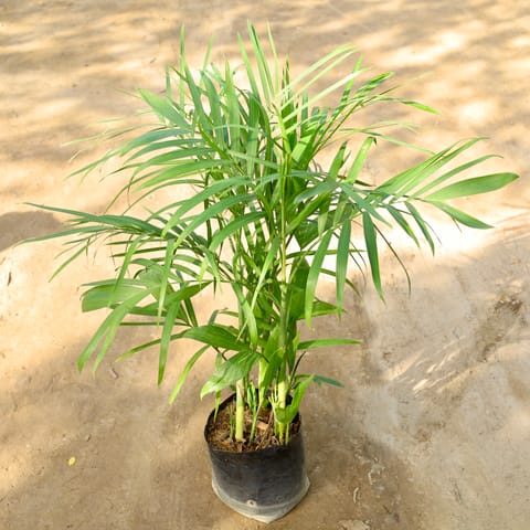 Bamboo Palm / Sikotiya Palm (3 Ft) in 10 Inch Nursery bag