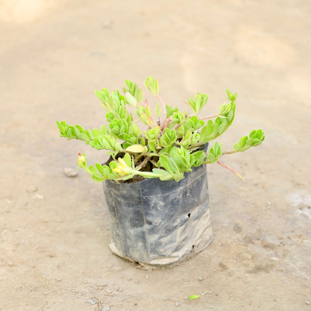 Buy Kulfa /Moss Rose / Common Purslane (Any Colour) in 4 Inch Nursery bag Online | Urvann.com Kulfa / Moss Rose / Common Purslane (Any Colour) in 4 Inch Nursery bag